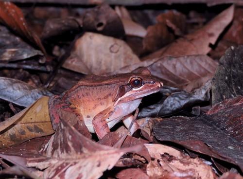 Loreto White-lipped Frog, Leptodactylus rhodomystax