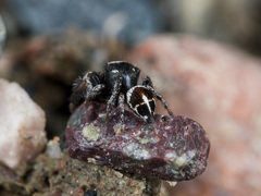 Pellenes geniculatus