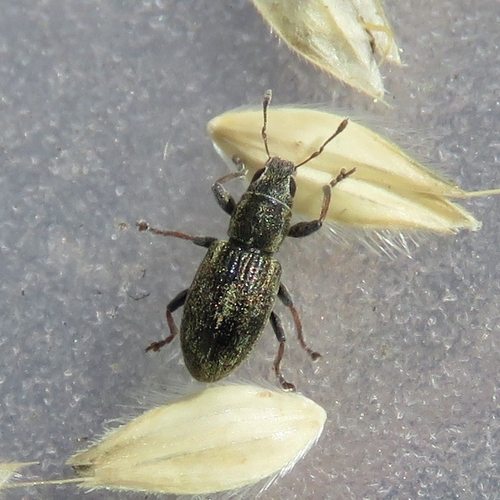 Sitona suturalis