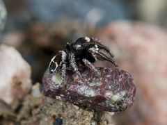 Pellenes geniculatus