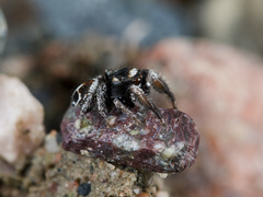 Pellenes geniculatus