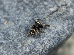 Pellenes geniculatus