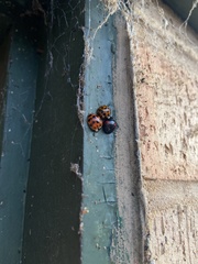 Harmonia axyridis
