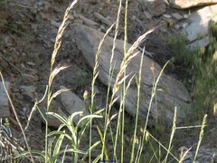 Dactylis glomerata hispanica