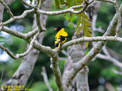 Oriolus xanthornus ceylonensis