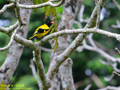 Oriolus xanthornus ceylonensis