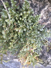 Asplenium ruta-muraria