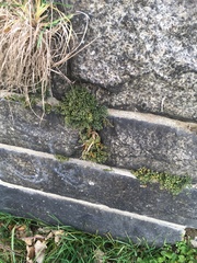 Asplenium ruta-muraria