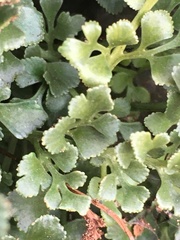 Asplenium ruta-muraria