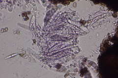 Colletotrichum agaves