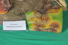 Colletotrichum agaves