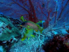 Plectorhinchus gaterinus