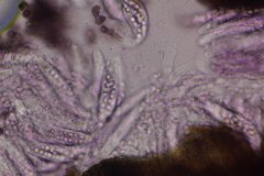 Colletotrichum agaves
