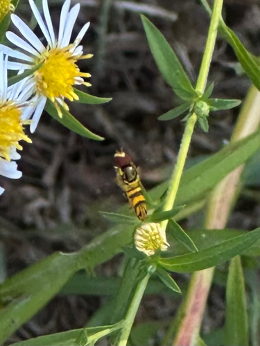 Unknown species found near Buckingham Ave, Old Saybrook, CT, US