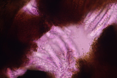Colletotrichum agaves
