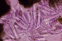Colletotrichum agaves