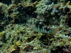 Halichoeres nebulosus