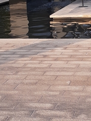 Streptopelia decaocto