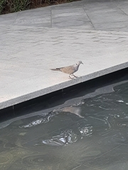 Streptopelia decaocto