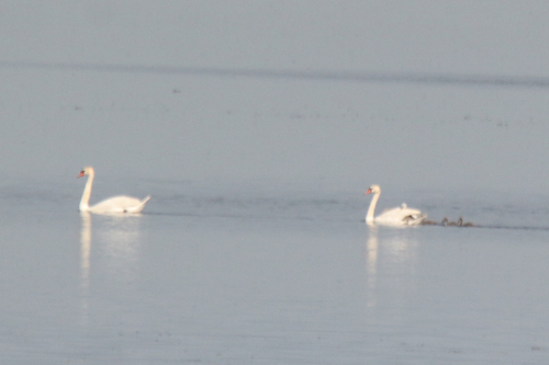 Mute Swan