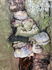 Ganoderma pfeifferi