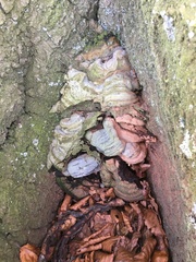 Ganoderma pfeifferi