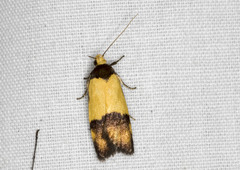 Heteroteucha kershawi