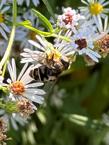 Unknown species found near Buckingham Ave, Old Saybrook, CT, US