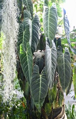 Philodendron melanochrysum