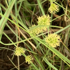 Cyperus uitenhagensis