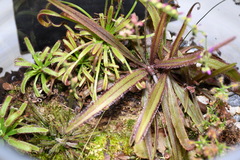 Drosera adelae
