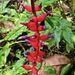 Aechmea warasii - Photo (c) John E. Christensen, algunos derechos reservados (CC BY-NC), subido por John E. Christensen