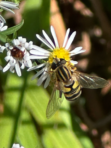 Unknown species found near Connecticut, US