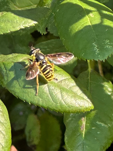 Unknown species found near Buckingham Ave, Old Saybrook, CT, US
