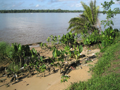 Montrichardia linifera