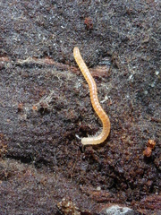 Blaniulidae