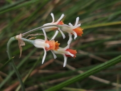 Tulbaghia montana