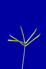 Eleusine coracana
