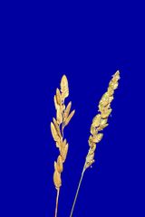 Eragrostis capensis