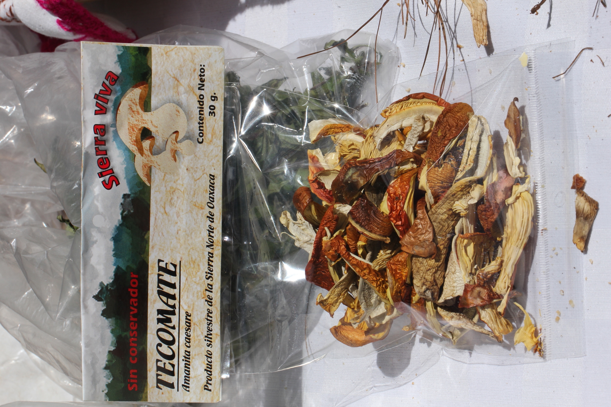 Amanita yema image