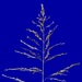 Eragrostis curvula - Photo (c) Jim Sweet, osa oikeuksista pidätetään (CC BY), lähettänyt Jim Sweet