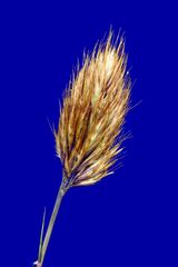 Geochloa rufa