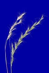 Trisetopsis imberbis