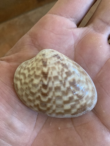 Megapitaria maculata