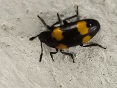 Episcapha quadrimacula