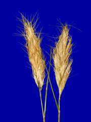 Pentameris curvifolia