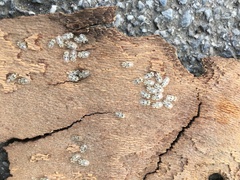 Corythucha ciliata
