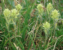 Castilleja hyperborea