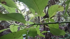 Melicytus macrophyllus