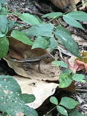 Stenocercus iridescens